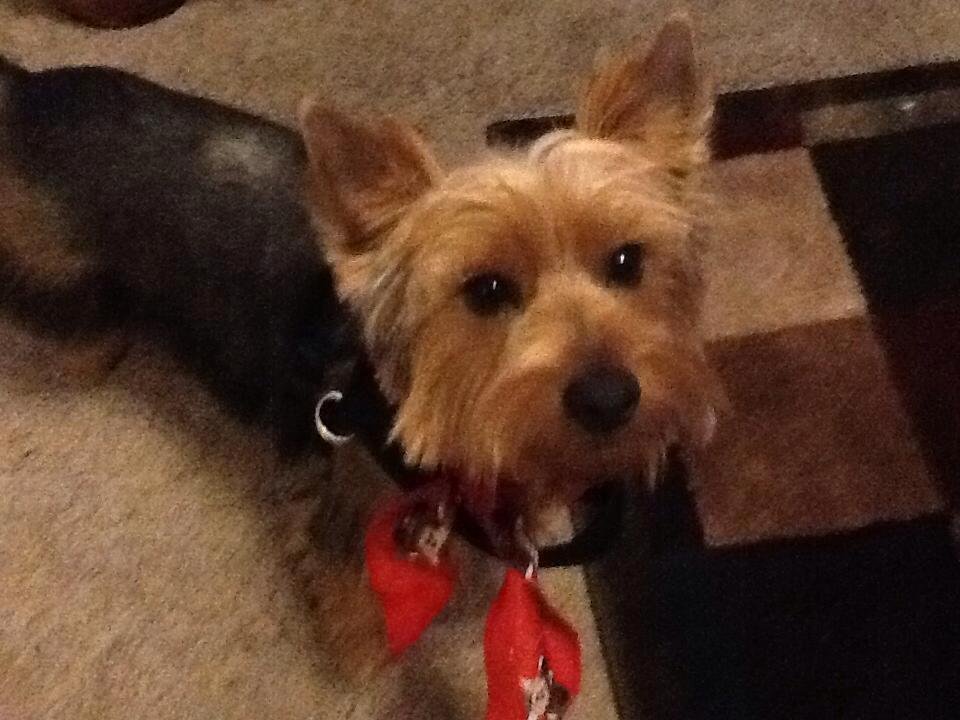 I'm looking for my Yorkie in sequayah addition. Utility person left gate open. This is a pic of my baby, I'm so sad!