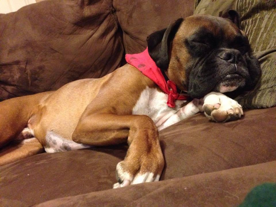 dog