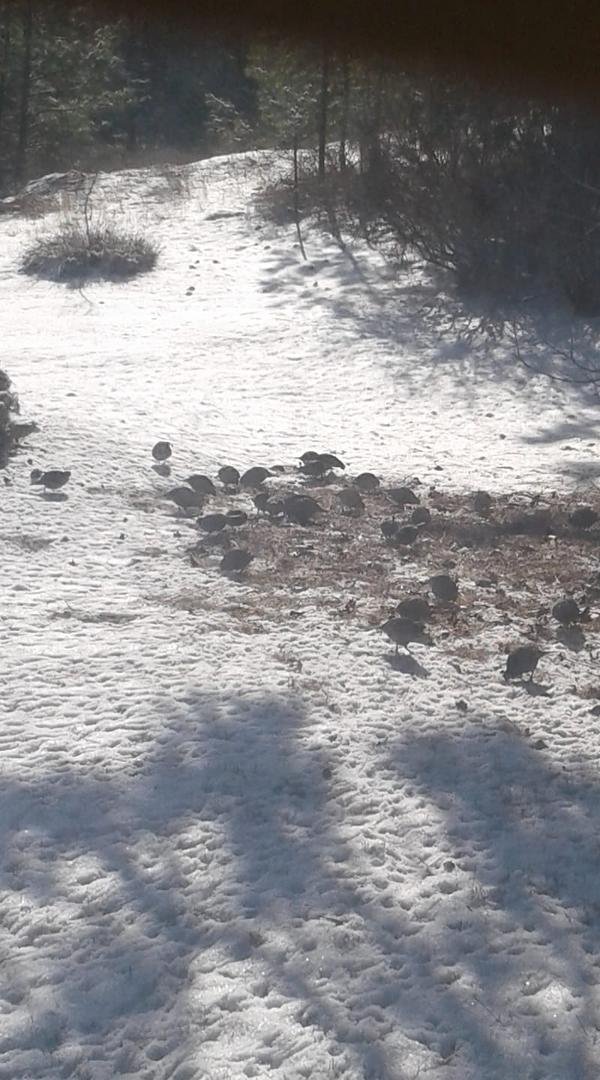 Quail in my yard,