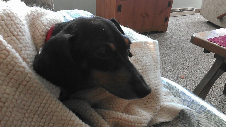 R.I.P.  Sadie u was a great dog..