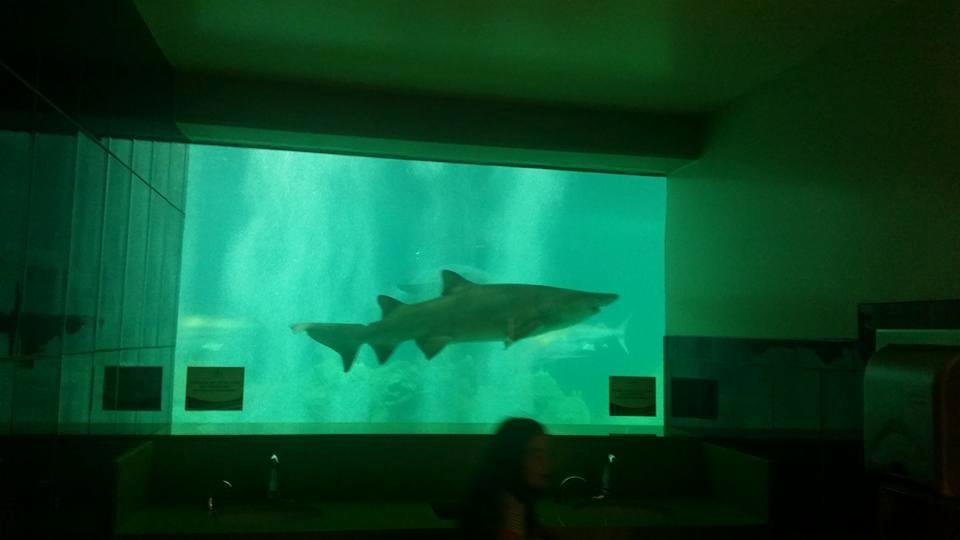 Sharks and their friends