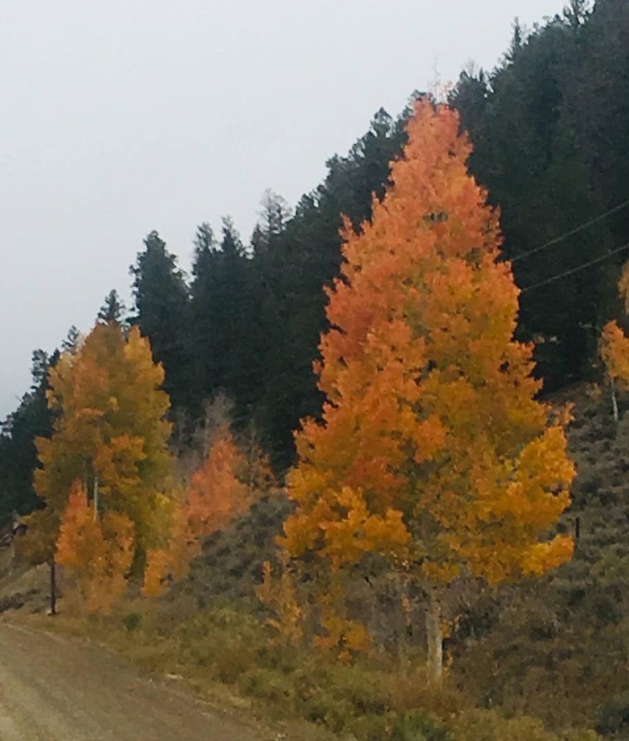 Ohio Pass and Kebler Pass 10-6-18
Cloudy, light rain and snow above tree line.