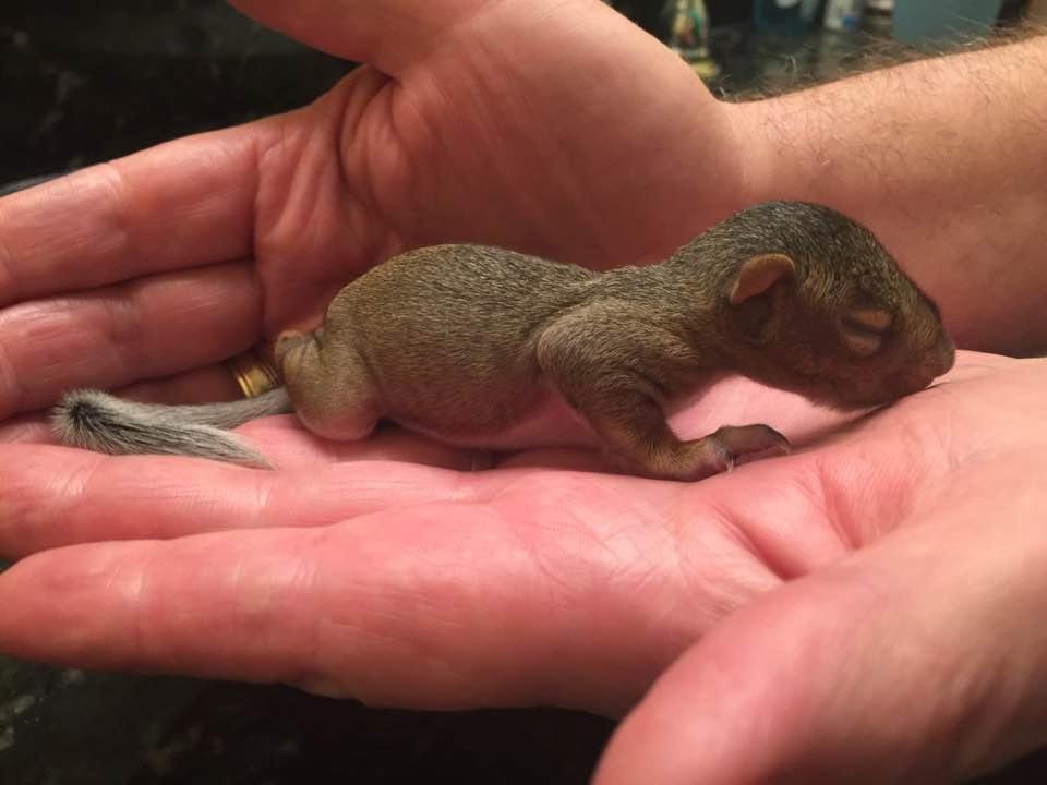 Her is our baby, Daisy today.Eat and sleep and all over again. She will be opening her eyes in about a week and she will be more active.