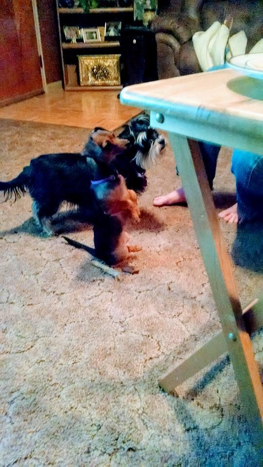 Chevy begging.
