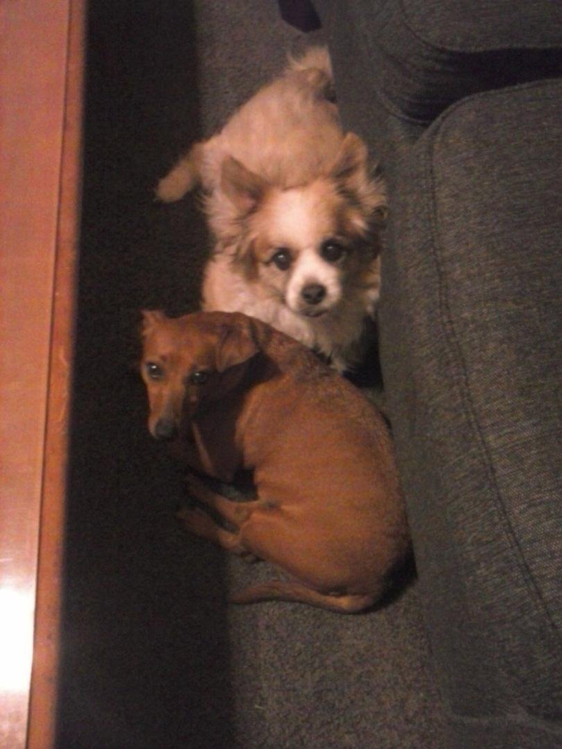In middleburg with my parents for the night. this is my dog an my dads dog just relaxing together. my dog Daisy is the dashound my dads dog shorty is the other..he's a mutt.