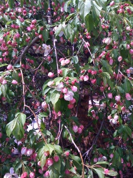 The blossoms took a little longer than I expected.