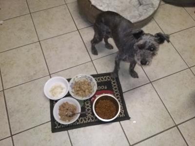 Starting to have trouble again getting my old guy to eat (he's 16 and 7 mos). You can see the four-course meal for him to choose from. Dry food, fresh chicken in chicken broth, chicken & rice w/his LD chicken & vegetable