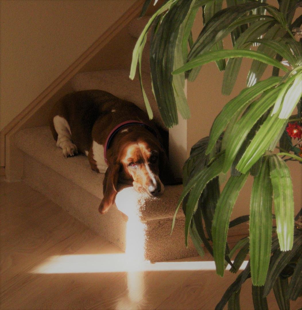 For our beloved Zoey, we miss you so very much.