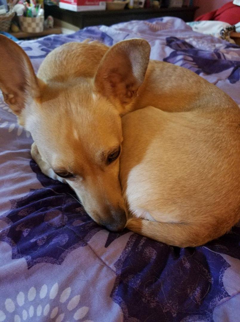 Frito has been found.Home again.