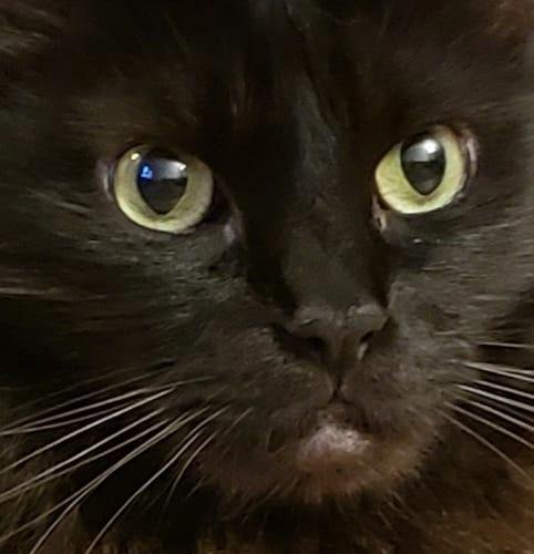 Mesmer has nothing on this entrancing feline. Tonight H.P. captivates and enchants.