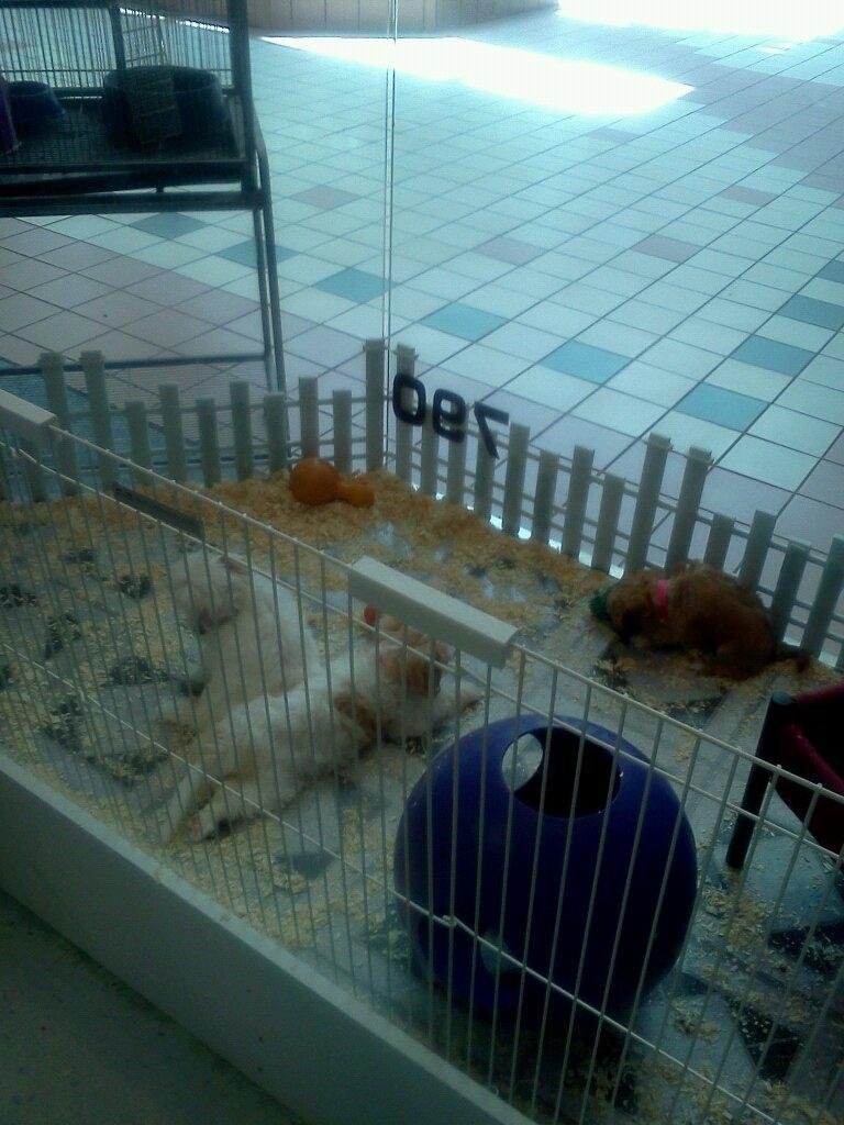 Cute puppies