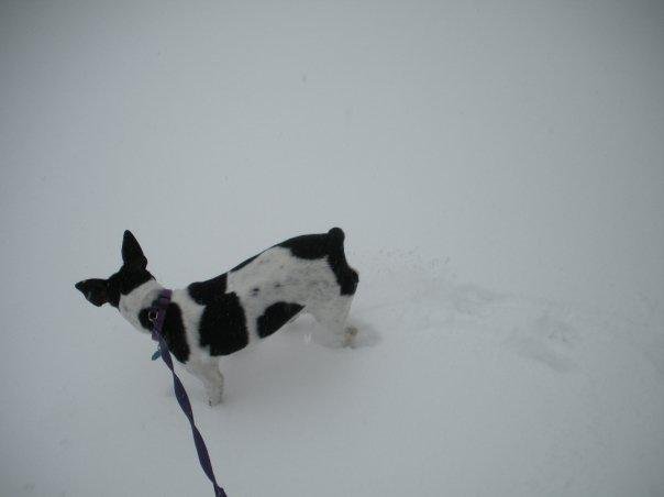 Debi Duff's album, Jan 2010 Storm