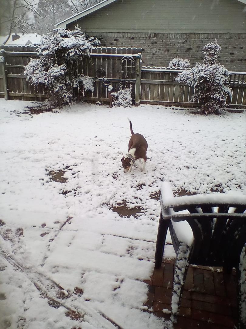 Bailey loved the snow!!