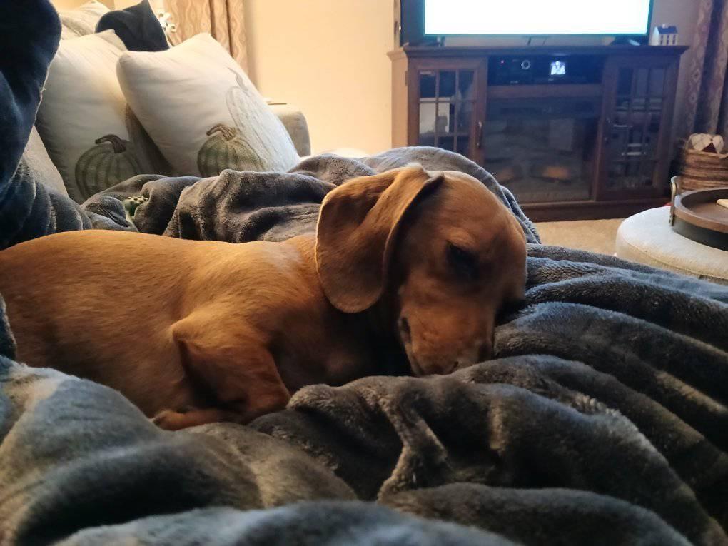 Bob looks so innocent when he's sleepy. Don't be fooled!