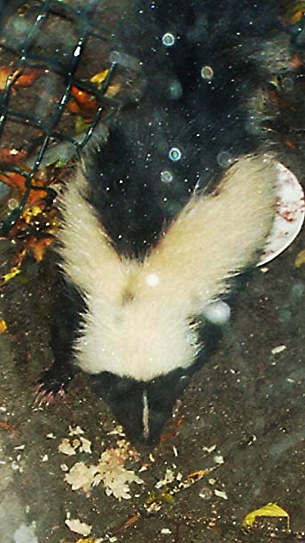 This is actually a raccoon trick or treating in a skunk costume.