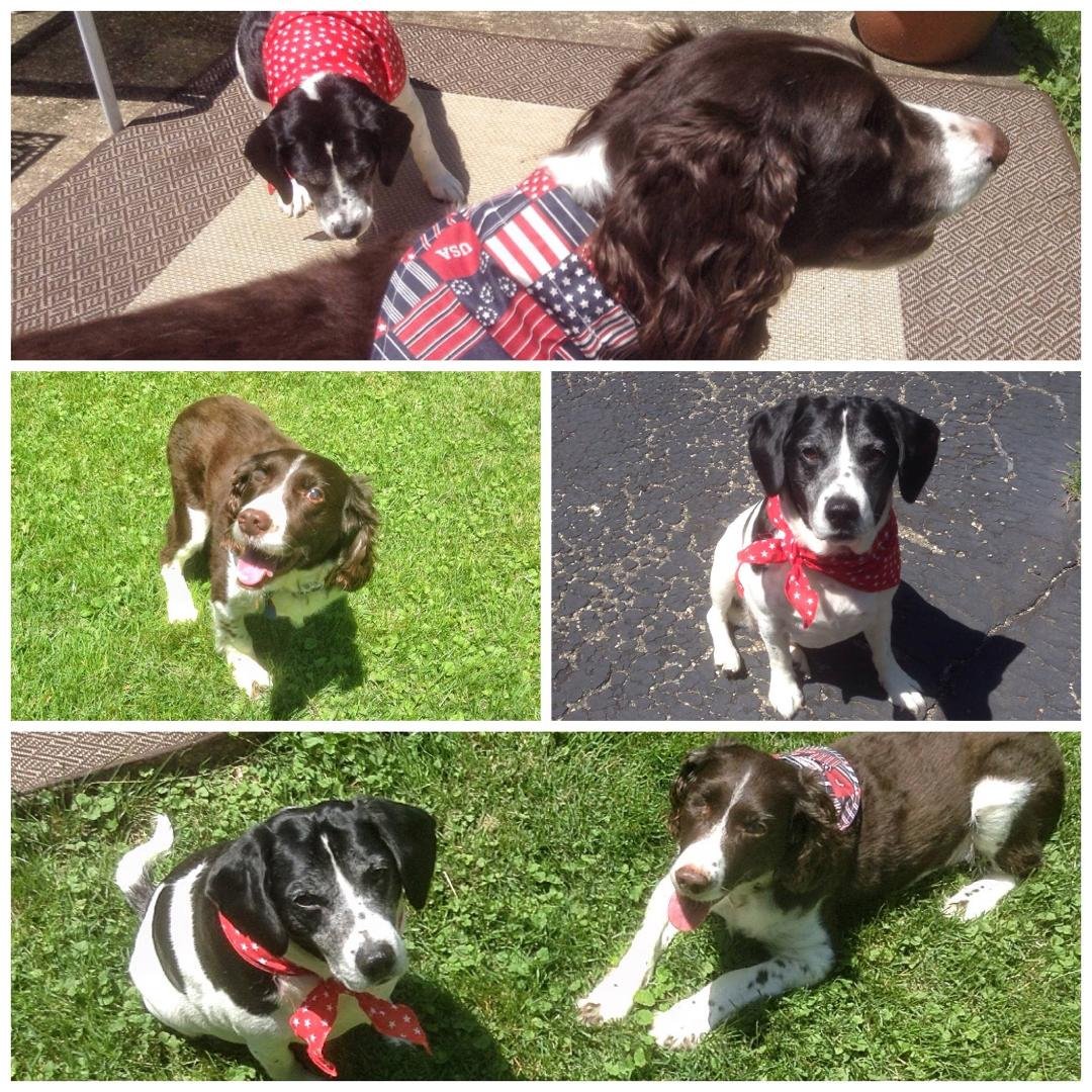 Happy Memorial Day from me Jack & Ollie‼️❤️🇺🇸💙