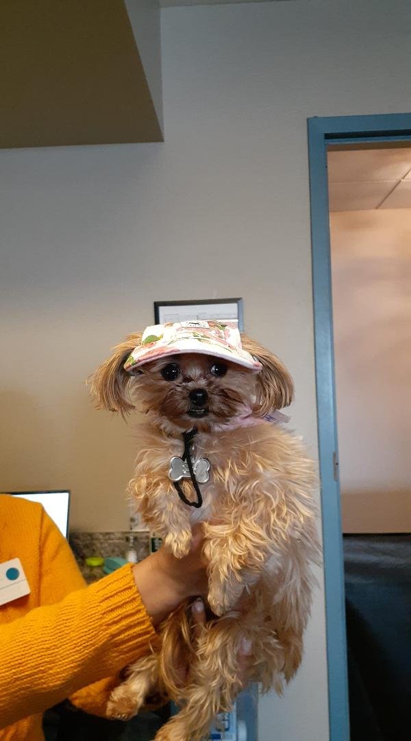 Therapy dog