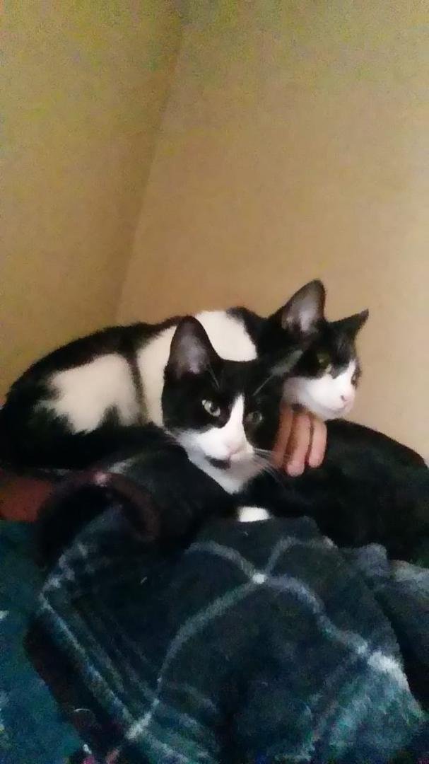 MeYou and 3 waking me up by piling on
