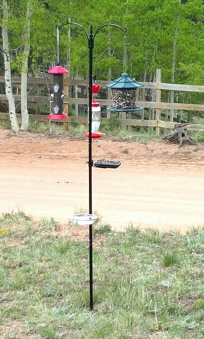 OK birds... Dinner's ready!!
