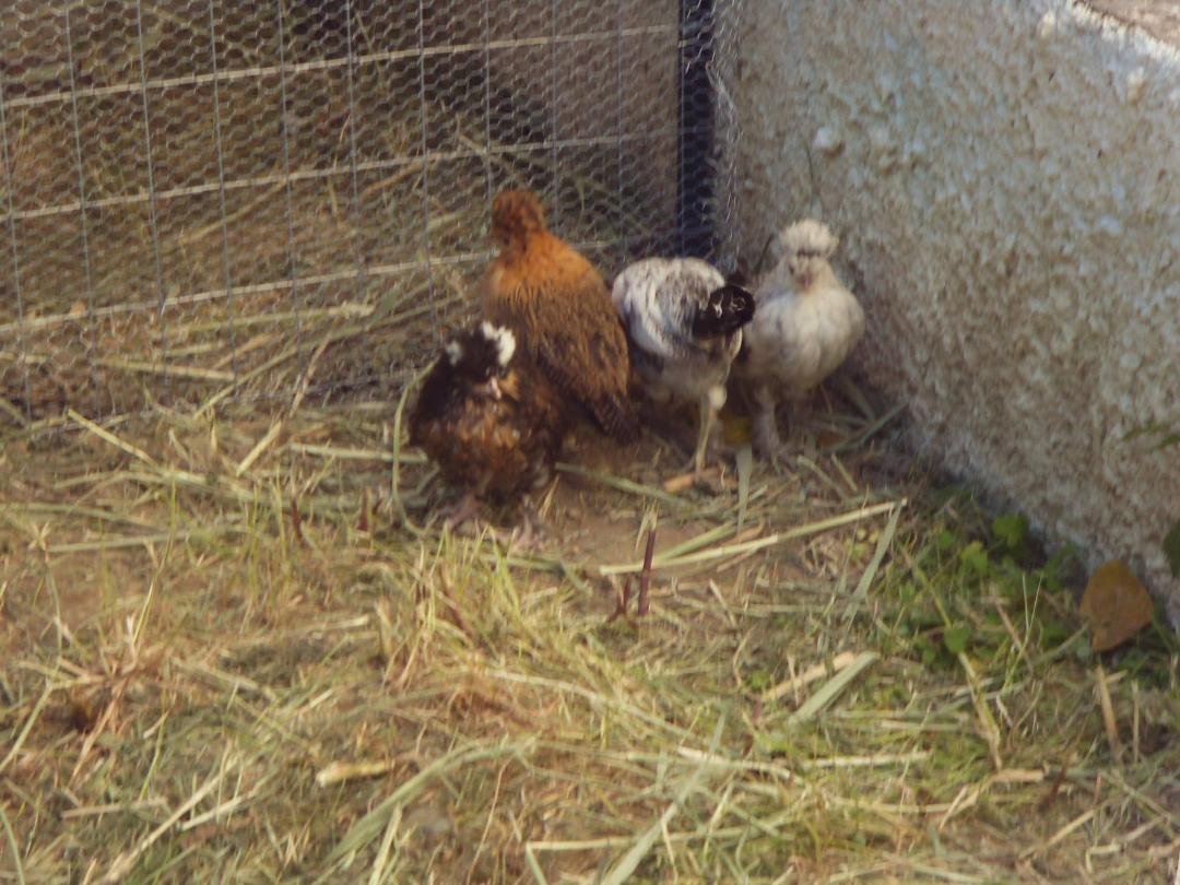 Miniature baby chickens