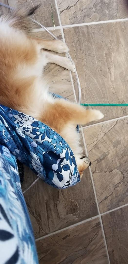 My cute puppy! When im wearing a dress, he likes to come and curl up in it and take a nap!