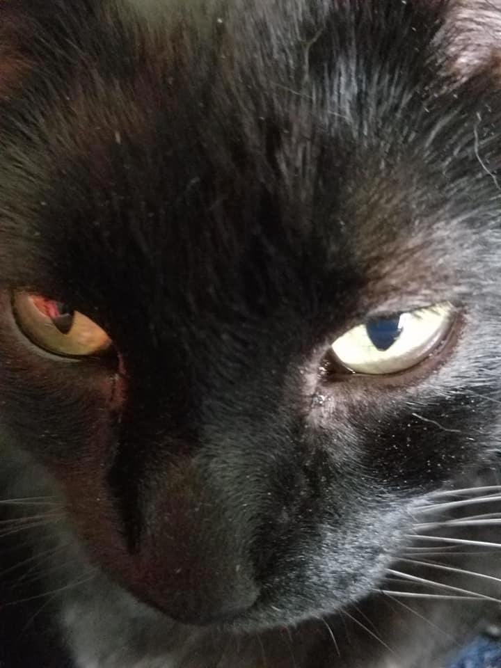 Sylvester.