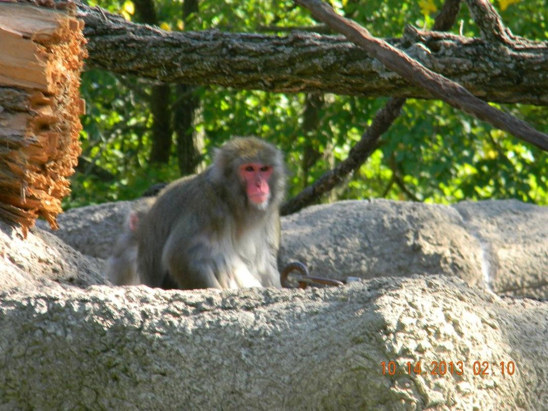 Lori Johnson's album, CINCINNATI ZOO