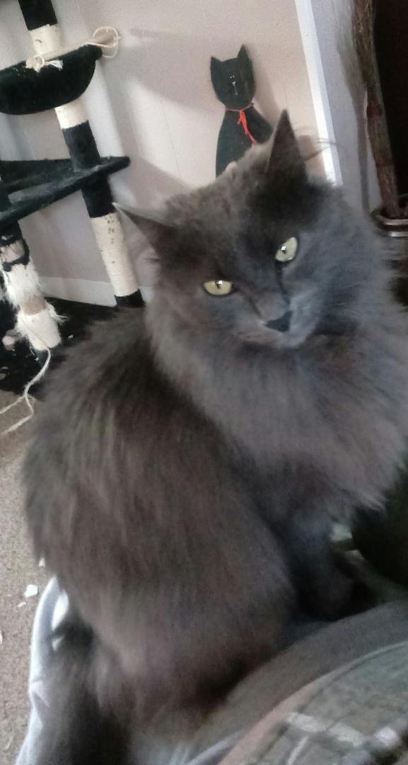 #modelcatchallenge
