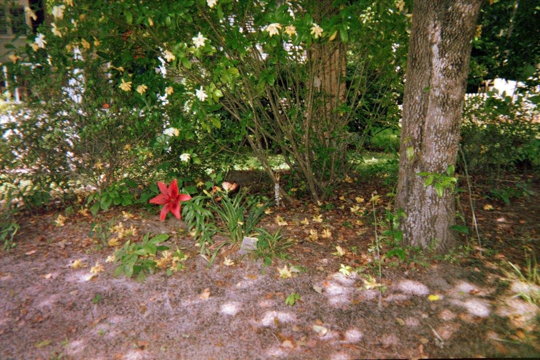 Judith Ann Simons Gorsky here is the pic of the flower on your front lawn by the tree  circa..may 2014