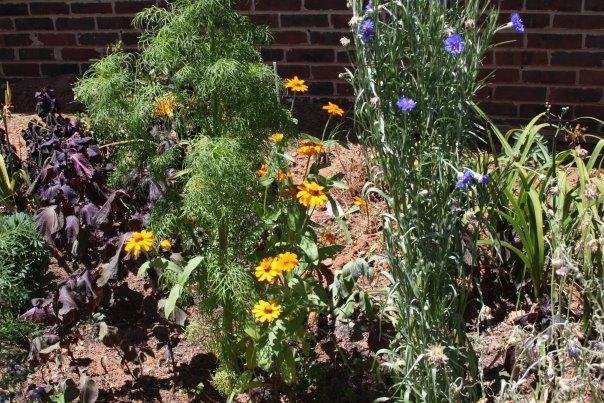 Ann Bowes' album, Flowers in my yard