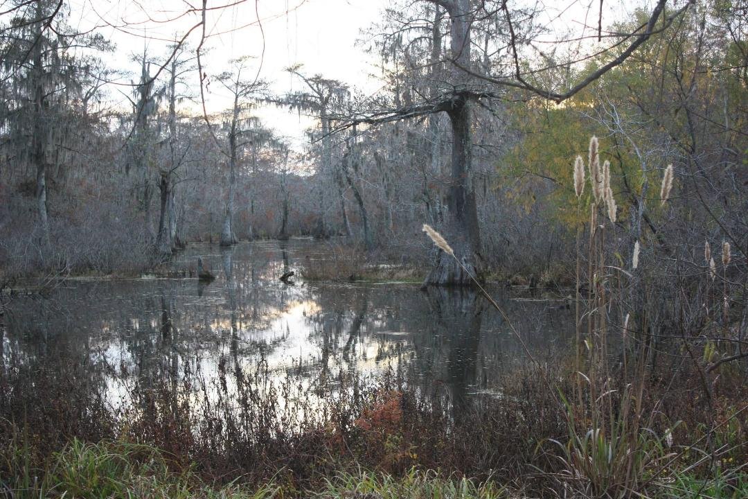 Don Swanson's album, Lafayette, LA