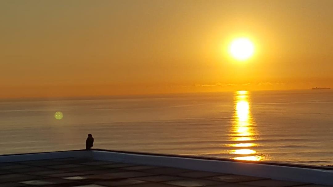 Enjoying the sunrise with a hawk waiting to spot his breakfast!