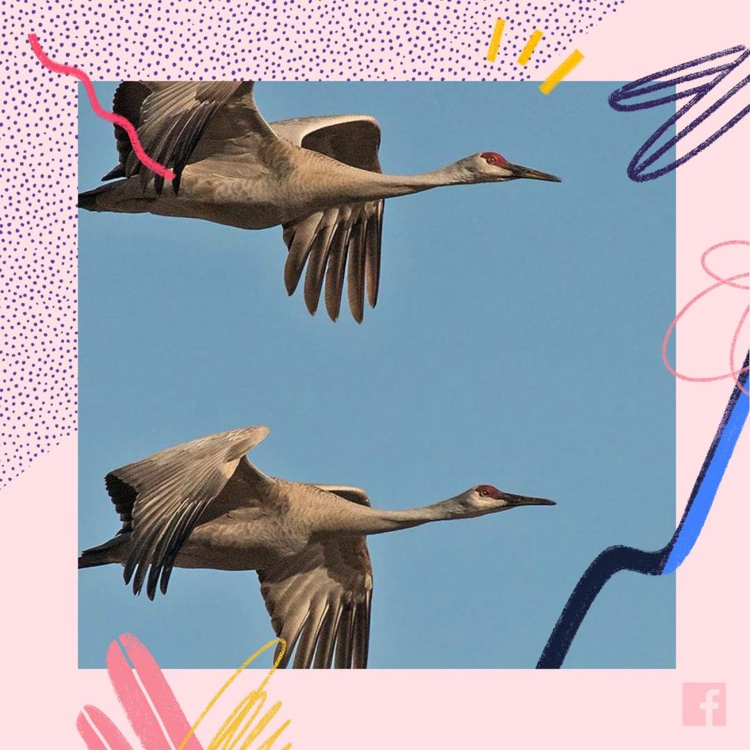 Wayne Davis' album, Mobile Uploads