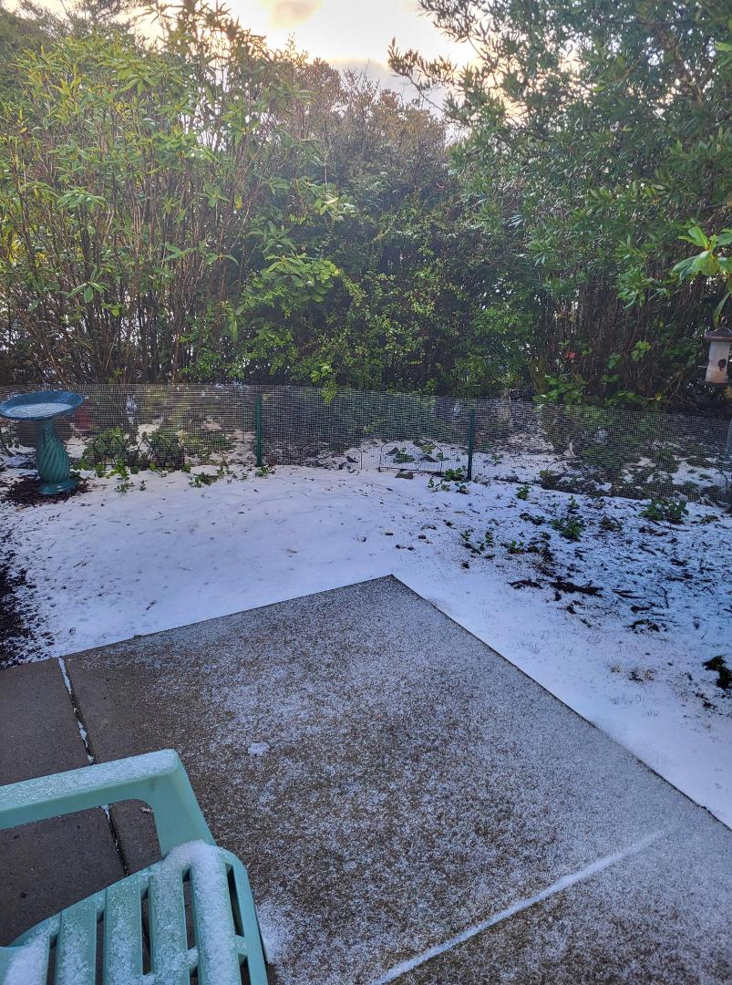 Florence had a Blizzard last night. Wednesday loved it, her first and hopefully last snow.