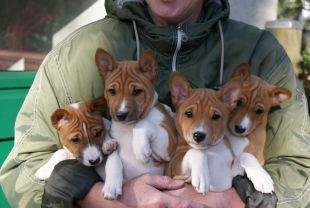 Luka's grandchildren in Germany.  Out of Kibushi Heart and Soul, Wags' sister.