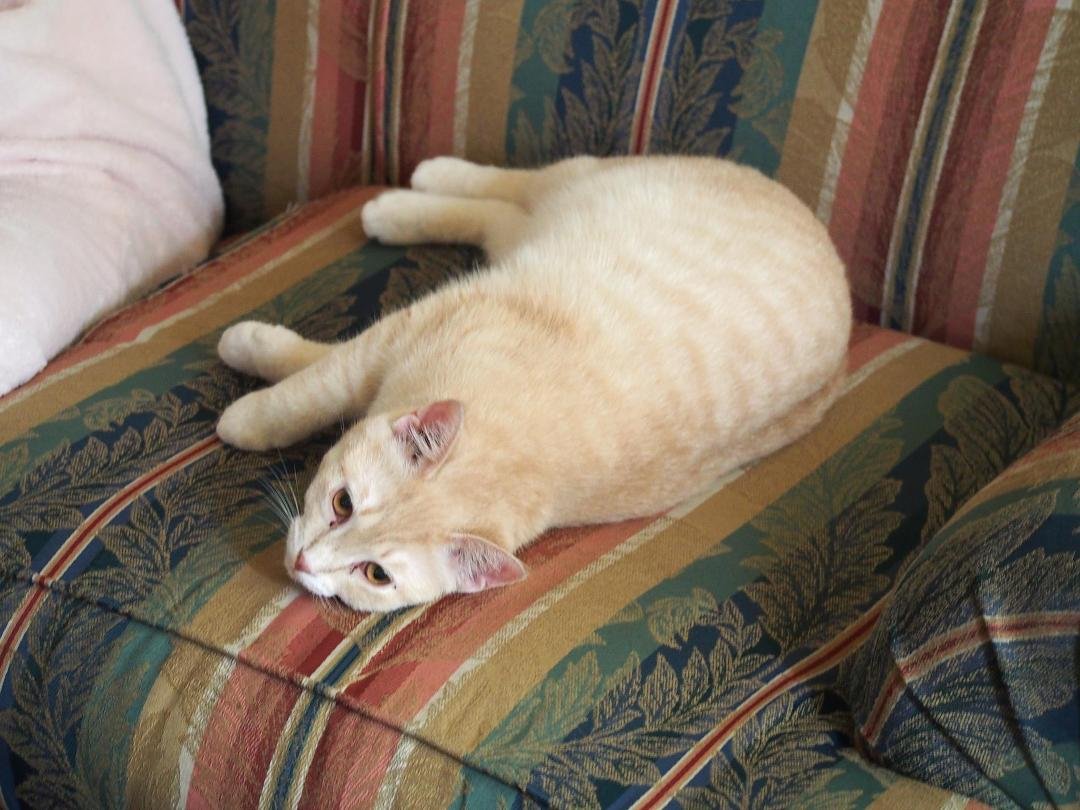 Blondie (2015 - ) Latest addition to family