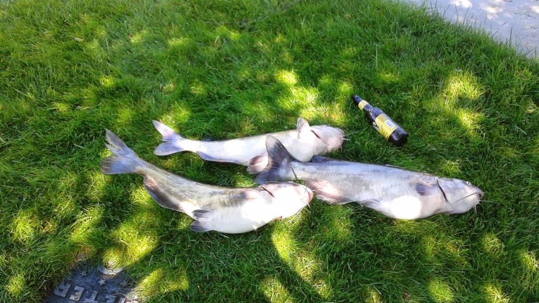 Ralph caught these today...hey Sonja are you coming for dinner? ? Lok