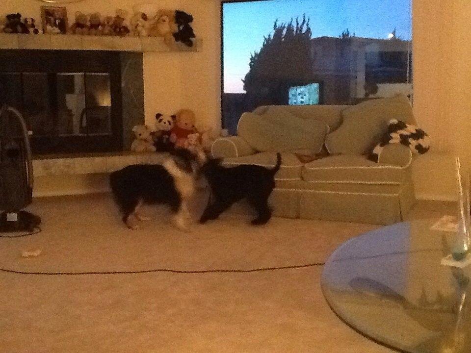Kerry versus Australian Shepherd wrestle mania - first round comes to a draw as both leave the ring (our living room) for a drink of water