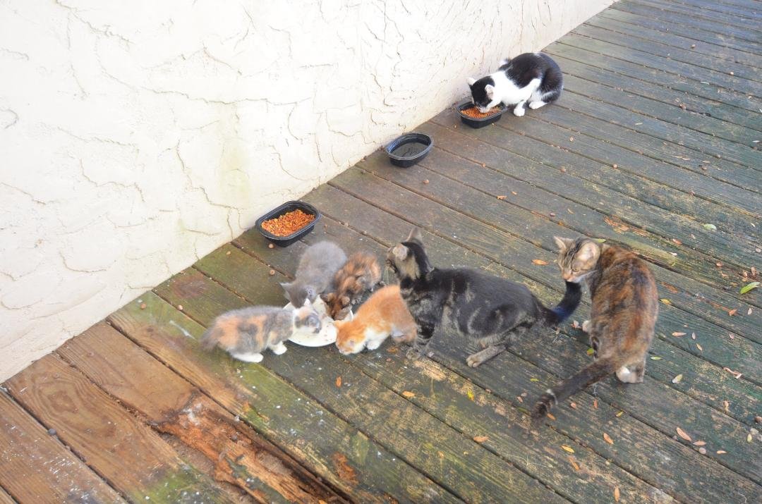 mommy doesn't like the other cat butting in