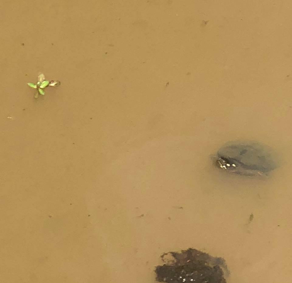 Turtle swimming in the murky stream waters..