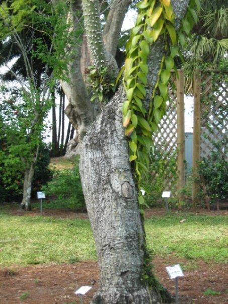 Tree that looks lke bananas growing from it.