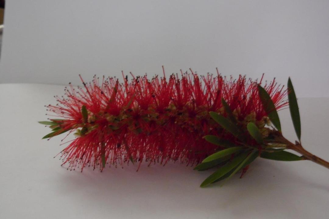 Connies first bottle brush flower