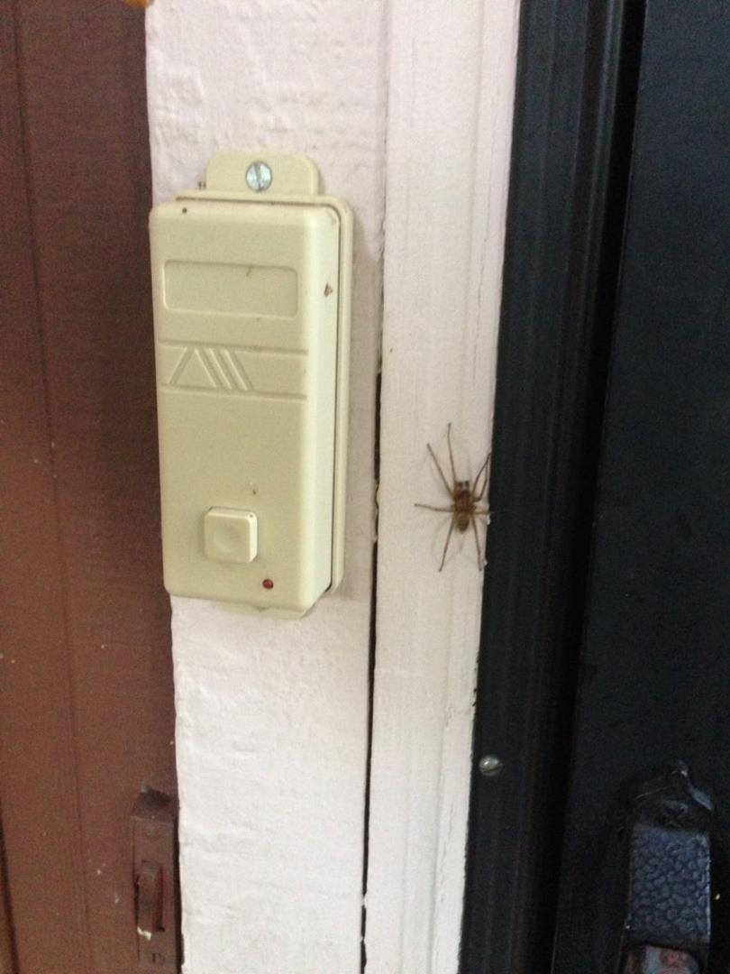 Spider wanting to get in to dad's house.