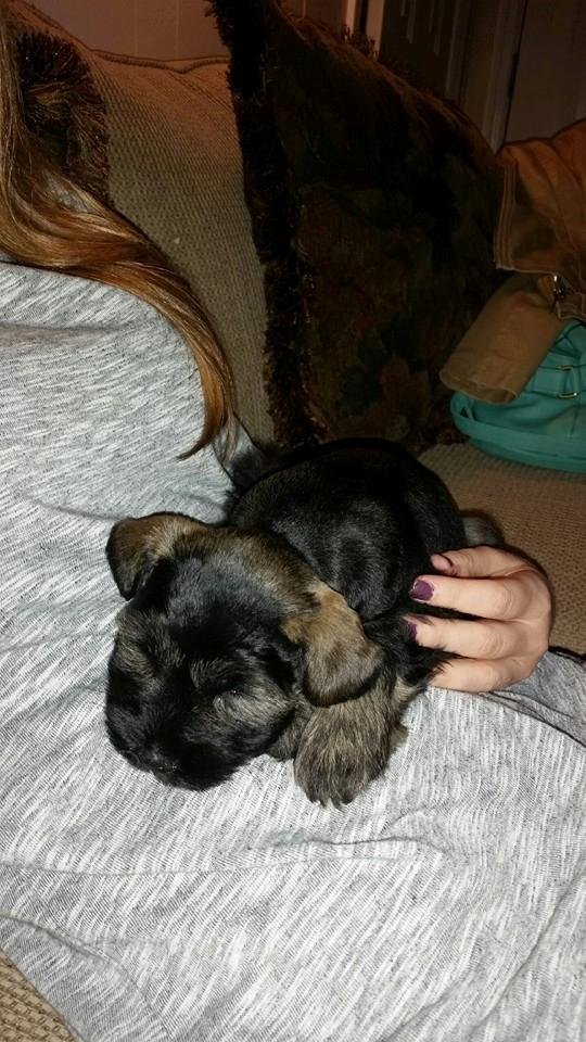 Reggie, newest member of the family is home after a long rainy drive from Little Rock Ak....