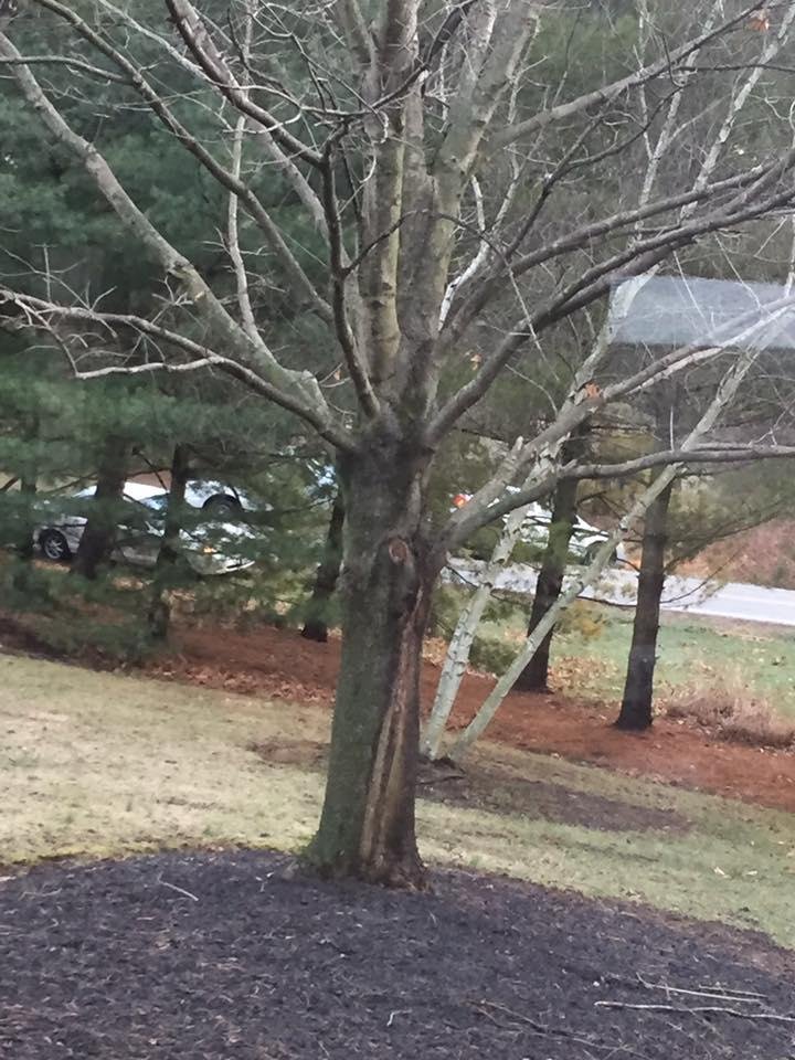I couldn't believe it I walked out into the kitchen looked out the front window there's two cars that had wreck, Black ice, 15 minutes later I look out and there's a truck that crashed into a tree!!!!
They said there was bl