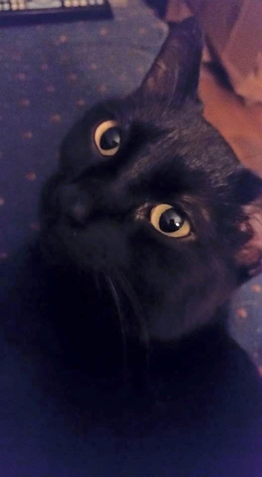 My handsome house panther, Sylvester.  He is such a sweet cat.