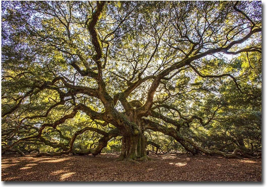 The 400 Year Old Angel Oak Tree, Charleston, South Carolina.