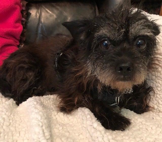 We are fostering a homeless terrier, who we are temporarily calling Missy. She is such a sweetie!