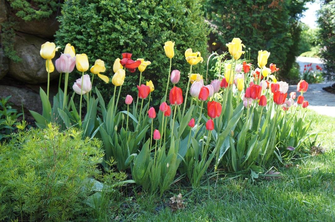 Spring in Mn