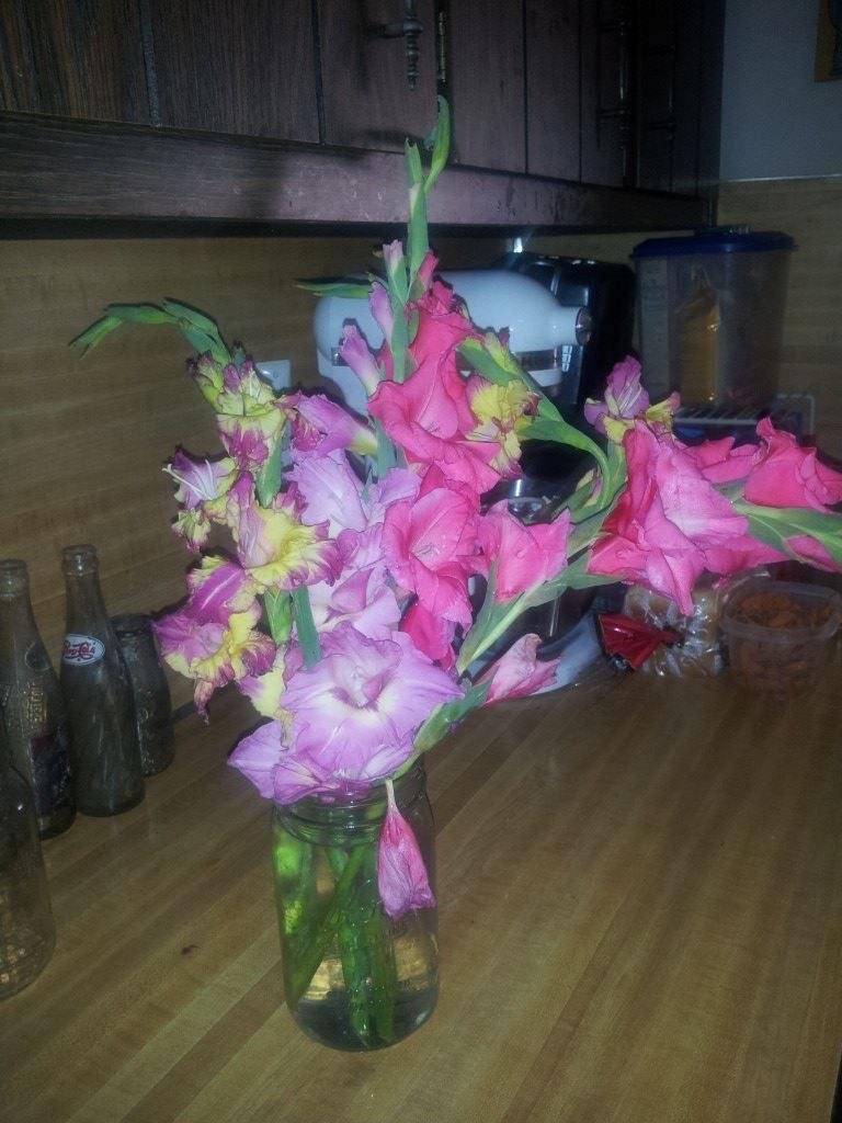 first bloom of gladiolas.....a little late but still pretty